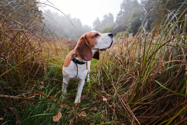 Beagle in Forest